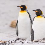 pinguinii-care-au-mancare-la-discretie_shutterstock_descopera-10.jpg - ReactiveNews