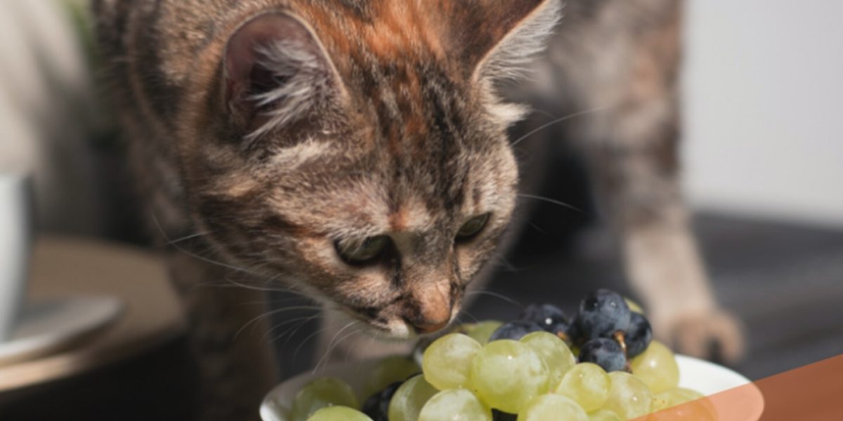 Alimentele din farfuria umană care pot fi letale pentru pisici în mai puțin de 24 de ore Mulți stăpâni de pisici cred că le fac un bine atunci când le oferă „puțin din farfuria lor”, crezând că oricum este o bucată de mâncare comună