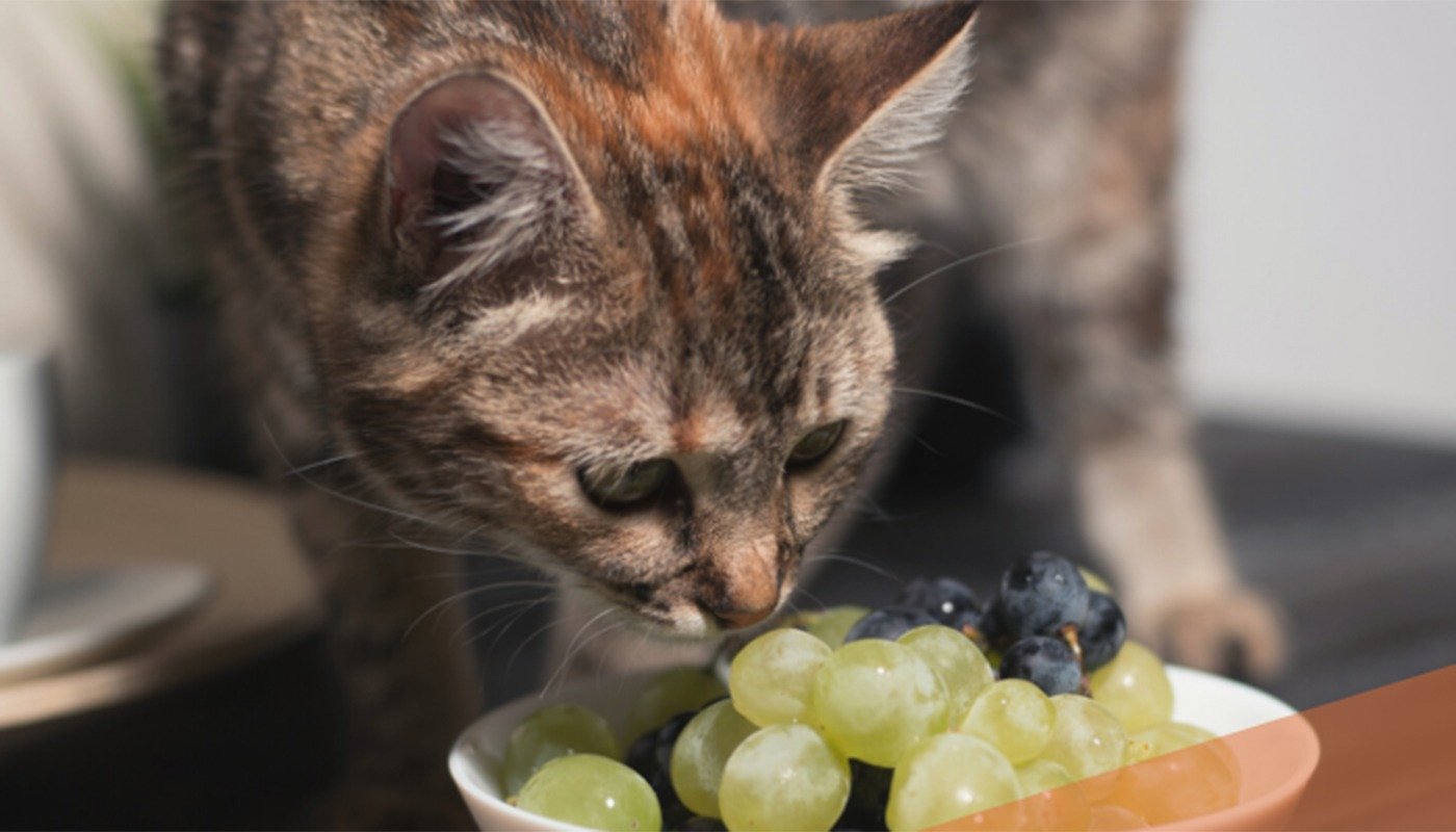 Alimentele din farfuria umană care pot fi letale pentru pisici în mai puțin de 24 de ore Mulți stăpâni de pisici cred că le fac un bine atunci când le oferă „puțin din farfuria lor”, crezând că oricum este o bucată de mâncare comună