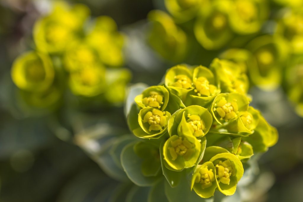 Euphorbia, planta spectaculoasă care îți poate transforma grădina și secretul „coroniței lui Hristos”