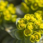 planta.jpg - ReactiveNews