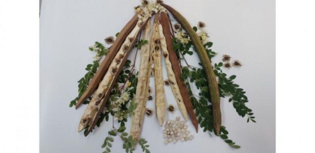 Planta-minune din BRAZILIA: Salvează apa de microplastice