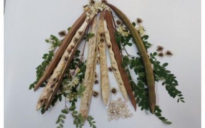 Planta-minune din BRAZILIA: Salvează apa de microplastice