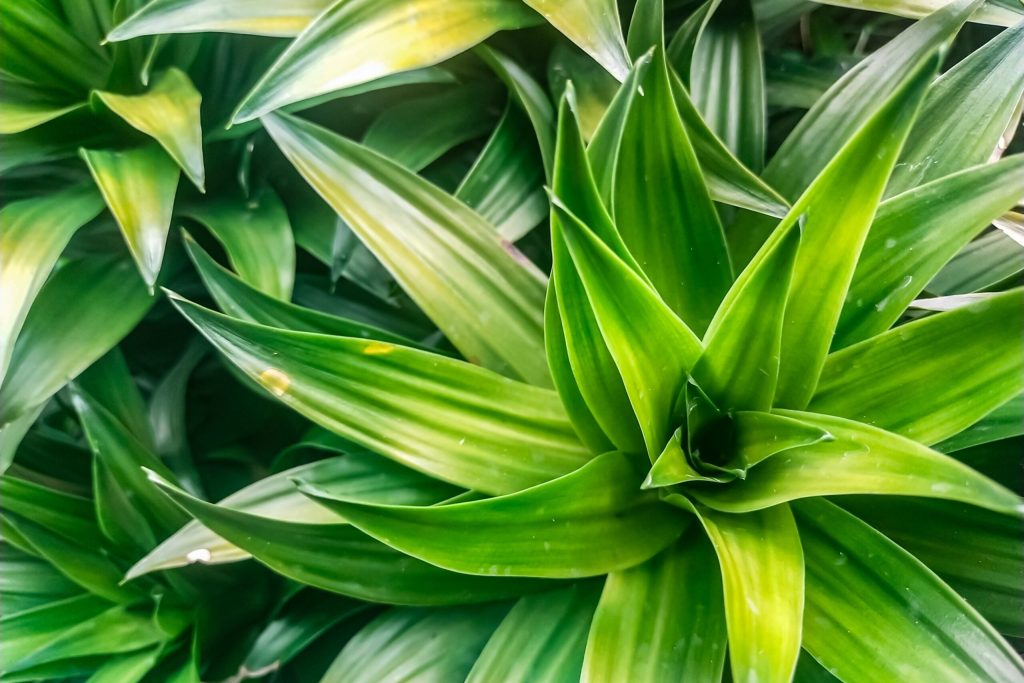 Cum îți salvezi plantele de apartament: trucul simplu, cu rezultate