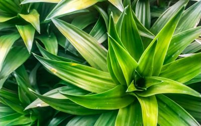 Cum îți salvezi plantele de apartament: trucul simplu, cu rezultate