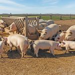 porci-porcusori-ferma-123rf.jpg - ReactiveNews