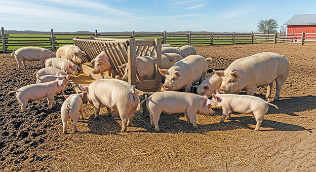 Bistrița-Năsăud, județul cu peste 60000 de tone de porumb și fără ferme de porci