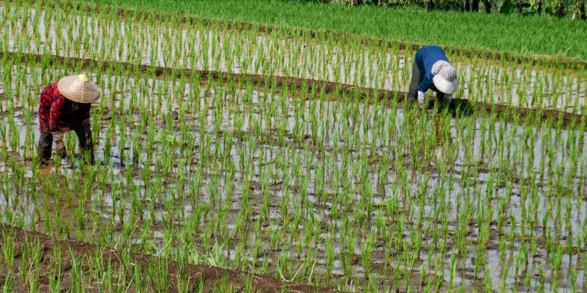 Criza GAZULUI din Iran lovește Asia: producția de orez, în pericol