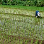 Criza GAZULUI din Iran lovește Asia: producția de orez, în pericol