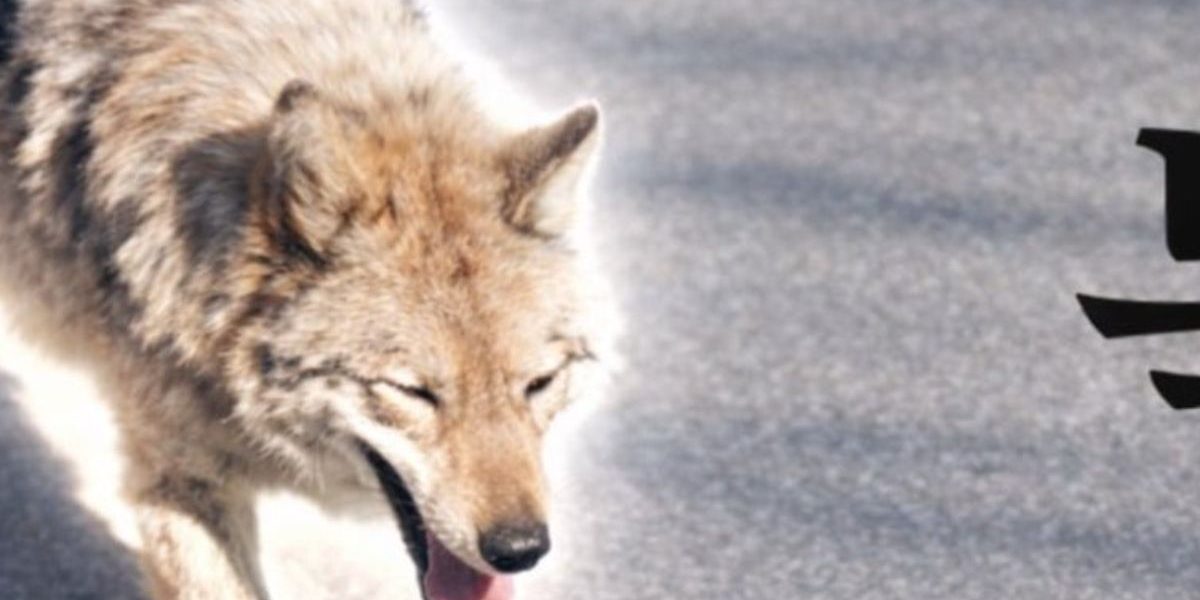 Lupul fugar din Coreea de Sud, star al unui „meme coin”. Reacție dură de la președinte