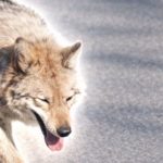 Lupul fugar din Coreea de Sud, star al unui „meme coin”. Reacție dură de la președinte