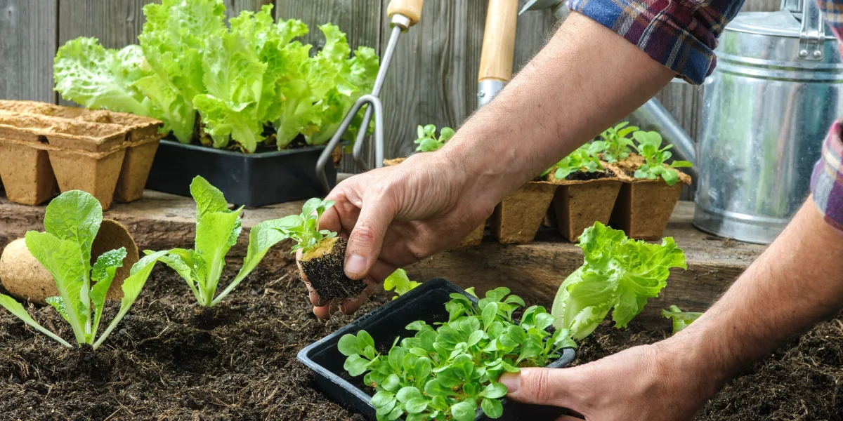 Cât cheltuiesc românii pe răsaduri în 2026? Prețurile în piețe din România