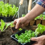 Cât cheltuiesc românii pe răsaduri în 2026? Prețurile în piețe din România