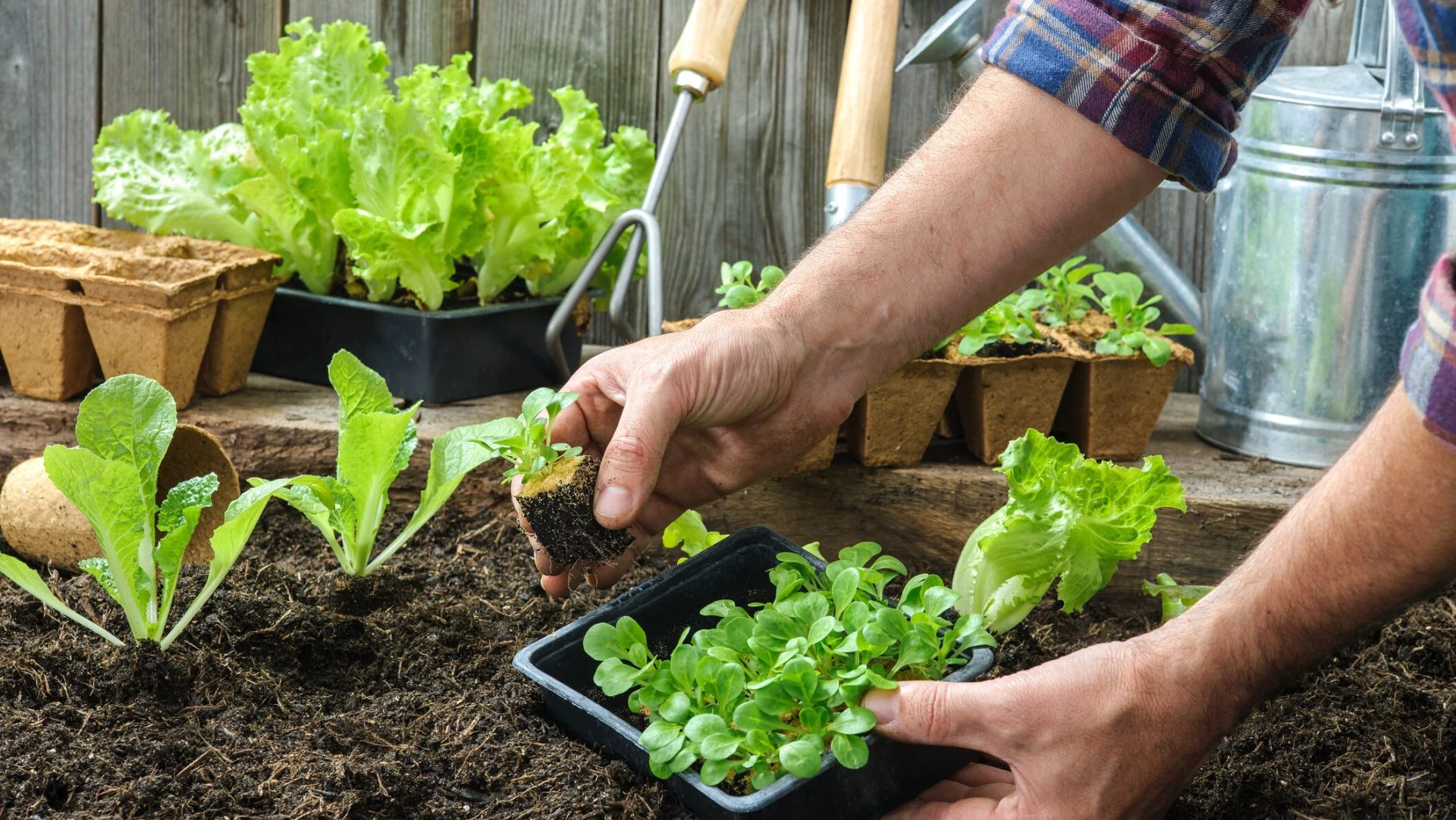 În anul 2026, gospodarii și producătorii agricoli din România au la dispoziție o ofertă vastă de răsaduri, prețurile fiind influențate de diverse variabile