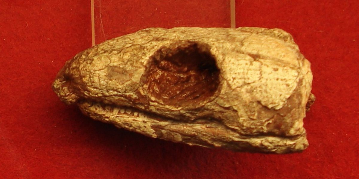 Reptila mumificată de acum 289 de milioane de ani dezvăluie secretul respirației