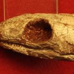 Reptila mumificată de acum 289 de milioane de ani dezvăluie secretul respirației