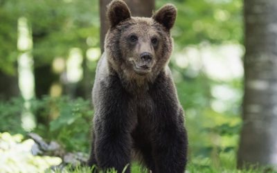 Animalele sălbatice, strategii ULUITOARE de adaptare la viața din București