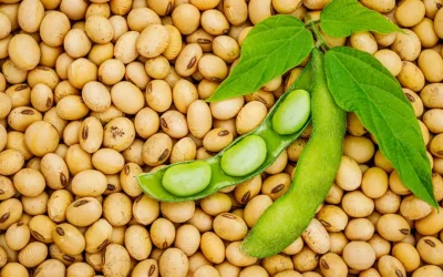 Fermierii din România, din nou la soia: Producția poate exploda cu peste 60%