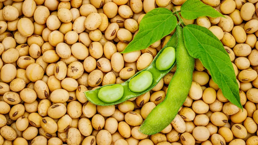 Fermierii din România, din nou la soia: Producția poate exploda cu peste 60%