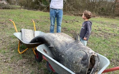 Somn uriaș în Germania: Legendă confirmată, descoperire uluitoare