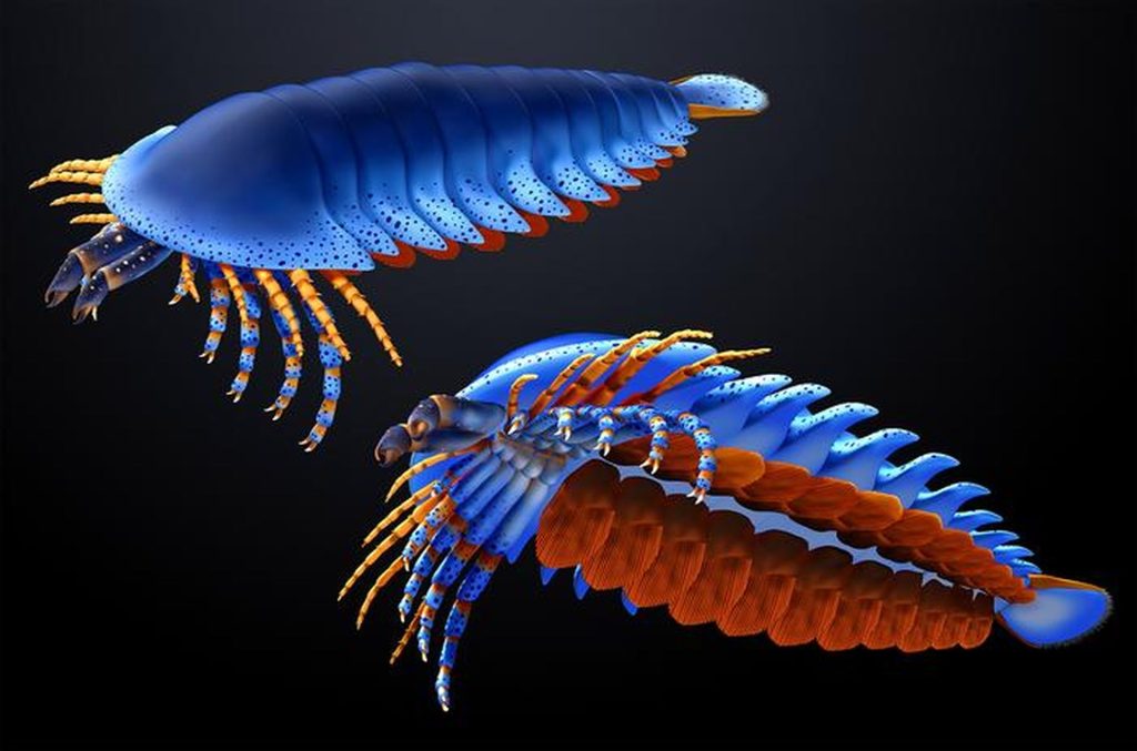 O descoperire interesantă scoate la iveală detalii neanticipate despre evoluția artropodelor preistorice, odată cu identificarea unei specii de păianjen din perioada Cambriană, cu structură de clești situată într-un mod surprinzător