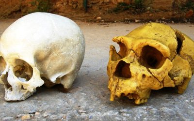 Neanderthalienii: Moștenirea genetică ce ne influențează viața și azi