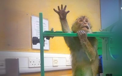 Imagini ȘOCANTE din laboratoare: Animale chinuite, ONG-urile cer STOP testelor