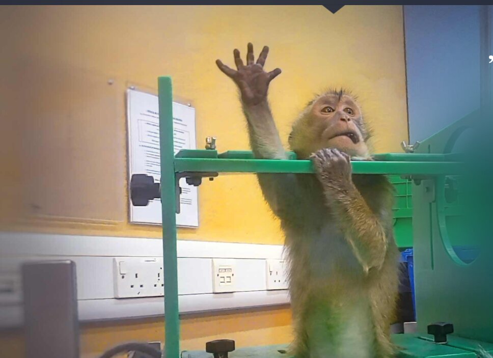 Imagini ȘOCANTE din laboratoare: Animale chinuite, ONG-urile cer STOP testelor