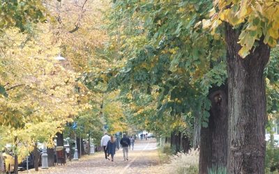 Campanie Declic: Sectorul 4, parc cu numele lui Donald Trump? Cererea este Maria Cuțarida-Crătunescu