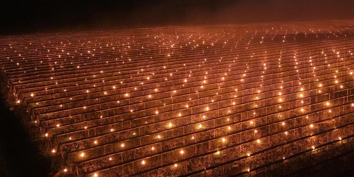 Foc pentru cireși: Fermă din Cluj, soluție șocantă să-și salveze recolta