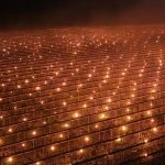 Foc pentru cireși: Fermă din Cluj, soluție șocantă să-și salveze recolta