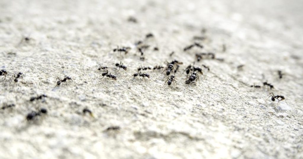 Chinez, condamnat după ce a făcut afaceri de mii de euro cu furnici