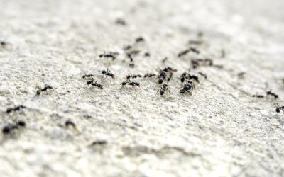 Chinez, condamnat după ce a făcut afaceri de mii de euro cu furnici