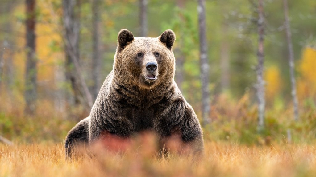 Ursul brun, vânat liber: Aproape 1.000 de exemplare, pe cale să fie sacrificate în România