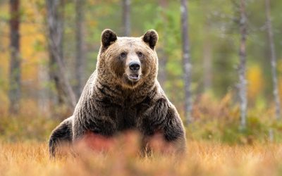 Ursul brun, vânat liber: Aproape 1.000 de exemplare, pe cale să fie sacrificate în România