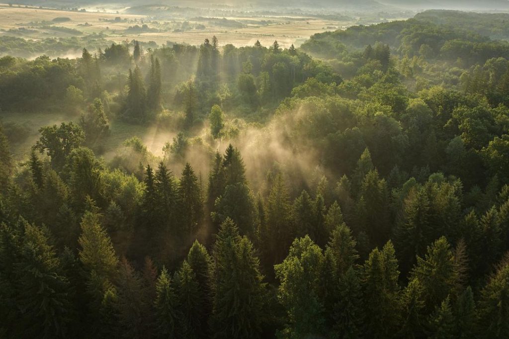 Pădurile seculare din Vânători Neamț, pe Earth FM. Unde pot fi ascultate