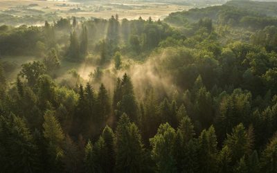 Pădurile seculare din Vânători Neamț, pe Earth FM. Unde pot fi ascultate