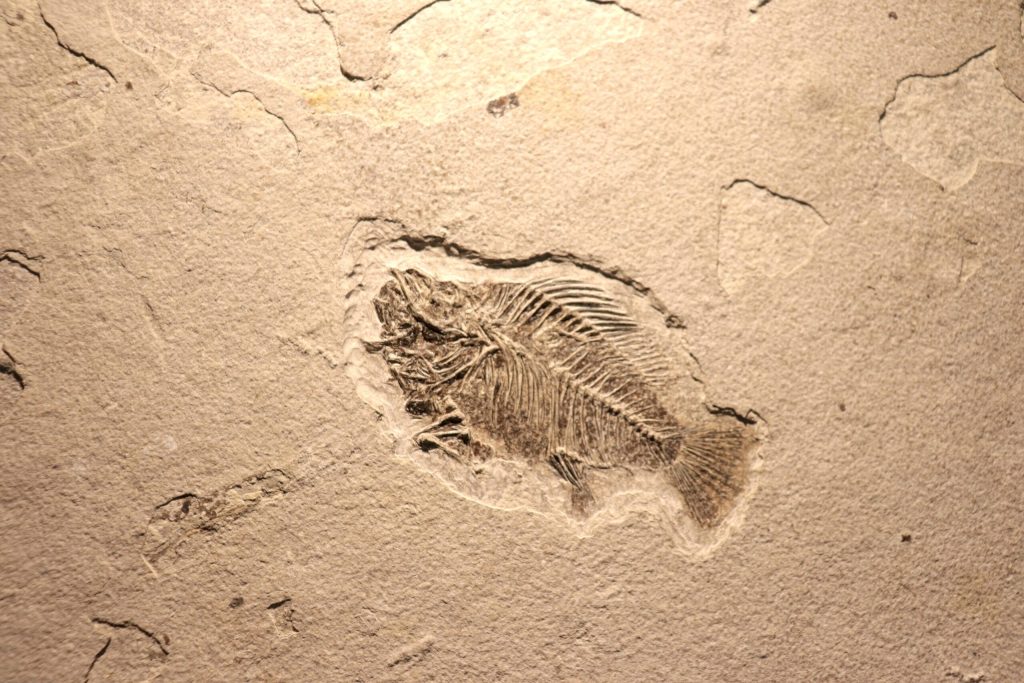 O descoperire arheologică de amploare, realizată în provincia chineză Yunnan, aduce o nouă perspectivă asupra momentului în care viața a evoluat către forme complexe