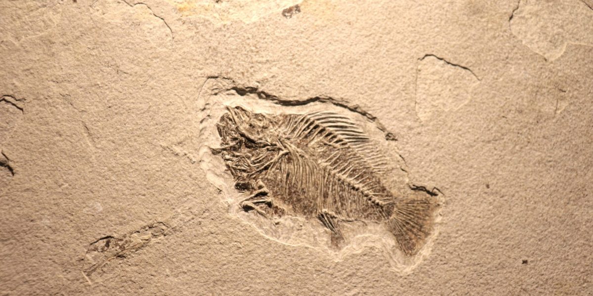 viata-fosile-shutter_Descopera-scaled.jpg - ReactiveNews