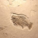 viata-fosile-shutter_Descopera-scaled.jpg - ReactiveNews