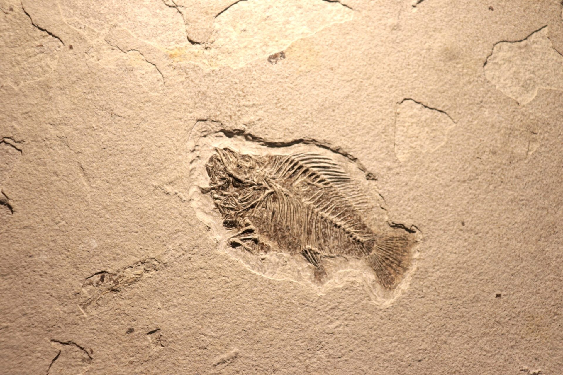 O descoperire arheologică de amploare, realizată în provincia chineză Yunnan, aduce o nouă perspectivă asupra momentului în care viața a evoluat către forme complexe