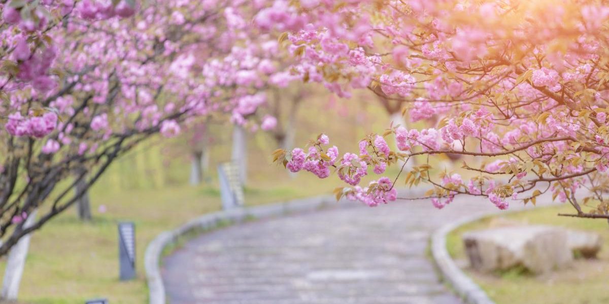 Frig de Înviere: ANM anunță MINUS 5 grade în unele zone din România