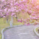 Frig de Înviere: ANM anunță MINUS 5 grade în unele zone din România