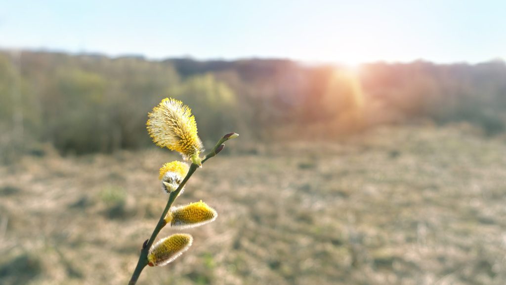Vremea se răcește considerabil în această perioadă, cu temperaturi minime ce pot ajunge până la -7 grade Celsius, conform ultimei prognoze pentru următoarele două săptămâni