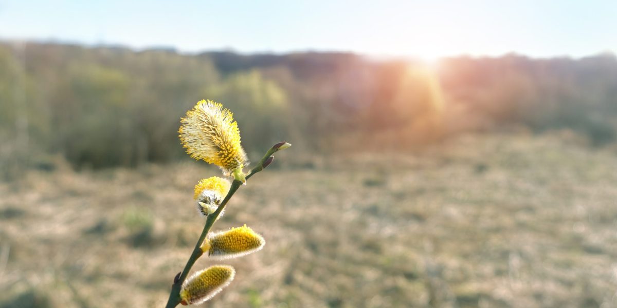 Vremea se răcește considerabil în această perioadă, cu temperaturi minime ce pot ajunge până la -7 grade Celsius, conform ultimei prognoze pentru următoarele două săptămâni