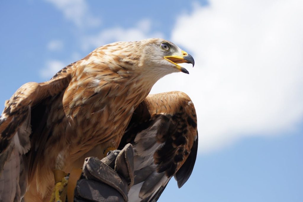 Vulturii aurii, gata să revină în Anglia după 150 de ani de absență