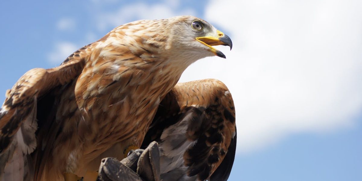 Vulturii aurii, gata să revină în Anglia după 150 de ani de absență