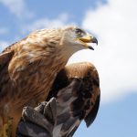 Vulturii aurii, gata să revină în Anglia după 150 de ani de absență