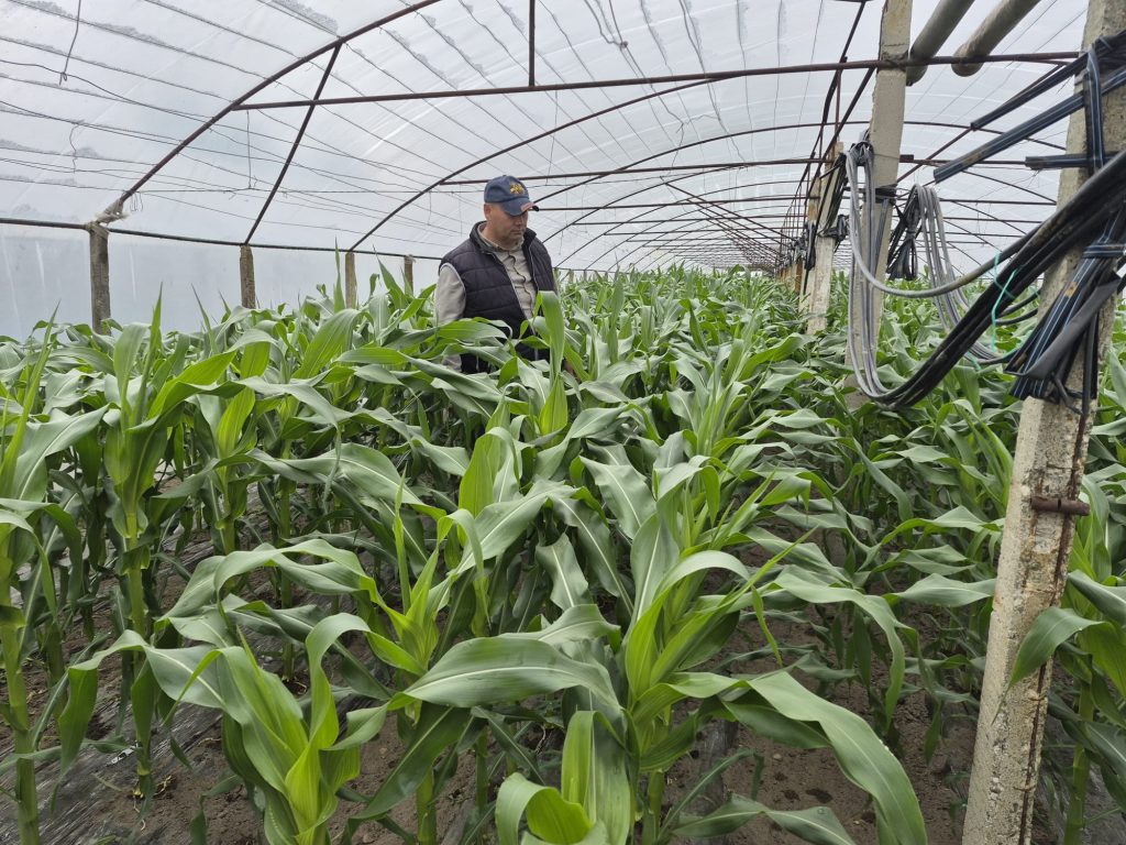Cultură agricolă: Ce înlocuiește pepenii și roșiile în România