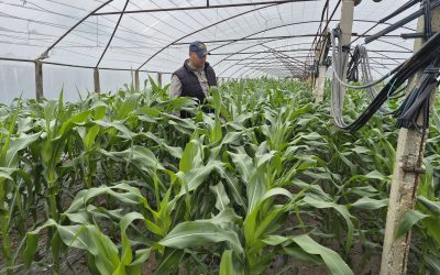 Cultură agricolă: Ce înlocuiește pepenii și roșiile în România